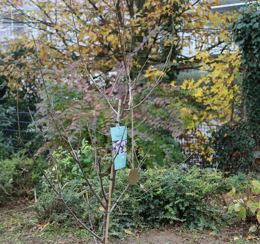 Das gepflanzte Zwetschgenbäumchen mit den liebevoll bemalten Steine aus der Ostsee-Freizeit der Bewohnerinnen und Bewohner. 
