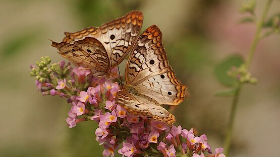 zwei Schmetterlinge auf einer Fliederblüte