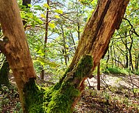 Wald 